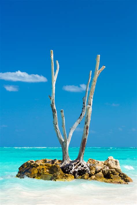 Dry Tree On A Tropical Beach Free Stock Photo Public Domain Pictures