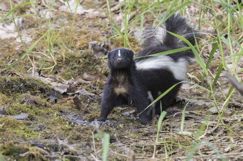 How To Remove Skunk Smell: It's Fall And They Stink Up Everything