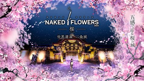 Naked Flowers Sakura World Heritage Nijo Jo Castle Holding Decision Naked Inc Naked