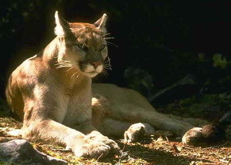 Cougar Oregon Wild