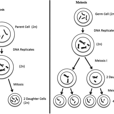 Mitosis And Meiosis In Mitosis One Cell Produces Two Identical