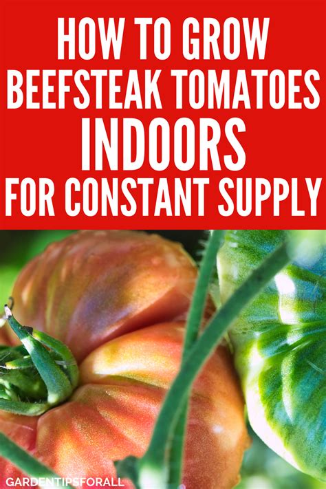 Growing Beefsteak Tomatoes Indoors Simple Tips And Tricks In 2021