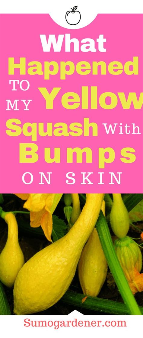 What Happened To My Yellow Squash With Bumps On Skin Yellow Squash