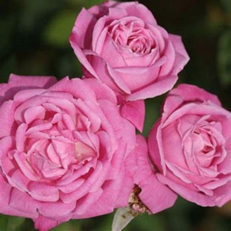 Old Blush By Any Other Name Rose Bush Blooming Plants Heirloom Roses