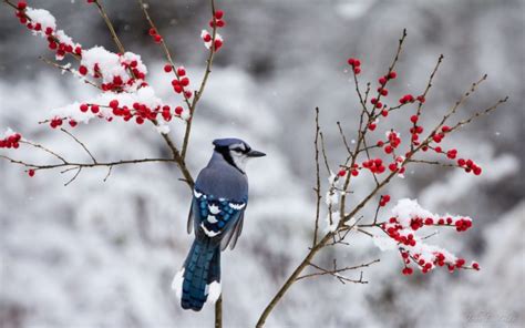 Berries Jay Branch Winter Snow Bird Wallpapers Hd