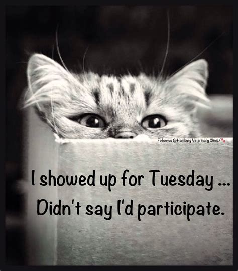 To start your tuesday morning read these quotes for tuesday hopefully you will find positivity in it. Tuesday humor | Animal funny | Cat humor | Cute cats ...