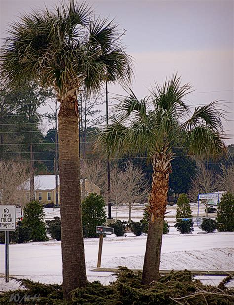 Palm Trees Covered In Snow Shallotte Nc Winter 2014 Ocean Isle Beach