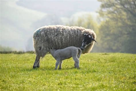 Lamb Vs Sheep What Are The Differences Between Sheep And Lambs