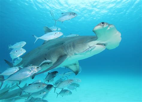 Where To Dive With Hammerhead Sharks Zublu