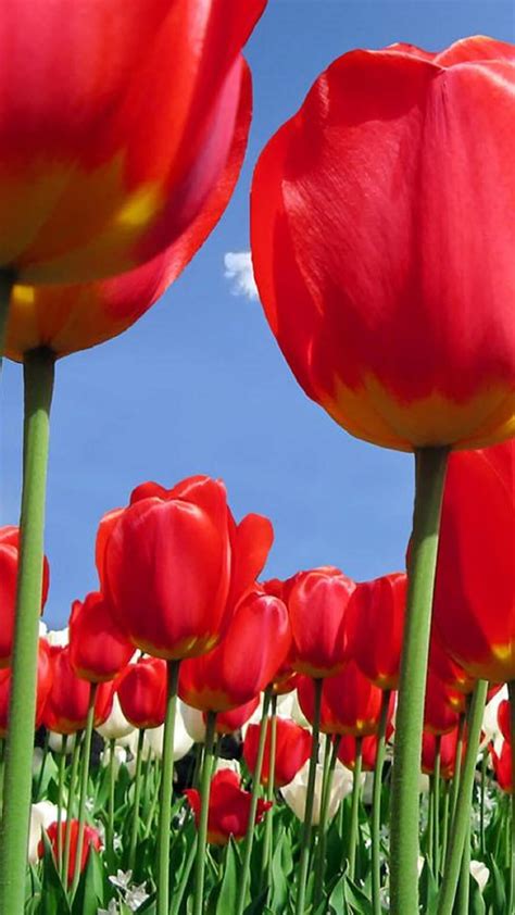 Tulips Wallpapers Hd Apk For Android Download
