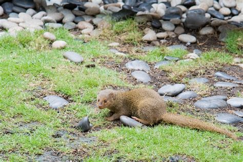 Mongoose An Invasive Species That Fares Very Well On Pub P Flickr