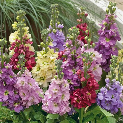 Stock Seeds Giant Imperial Mix Packet Mixed Flower Seeds Open