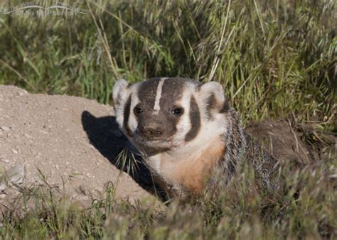 American Badger And Long Tailed Weasels Mia Mcphersons On The Wing