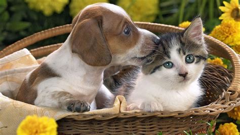 Just like kittens, puppies come in many ages, sizes, and breeds or mixes. Puppies And Kittens Wallpapers - Wallpaper Cave