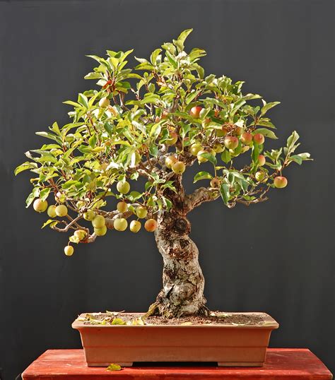 Best Bonsai Tree Outside Of The Decade Don T Miss Out Earthysai