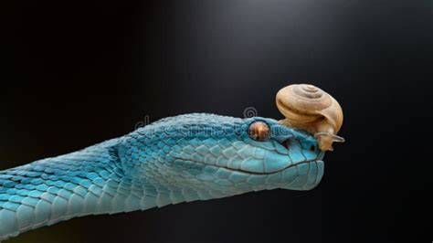 Blue Poisonous Viper Snake From Indonesia Stock Image Image Of Island