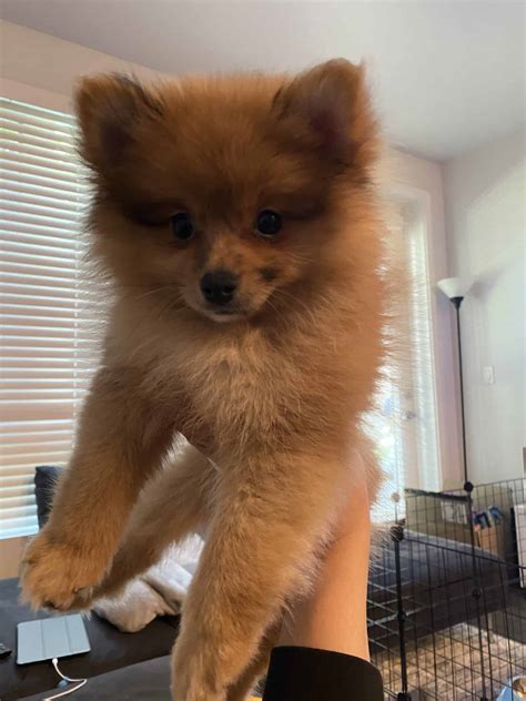 Find your perfect pomeranian puppy for sale and you'll be welcoming an incredibly loving, devoted, happy and playful little companion into your home. Golden Teacup Pomeranian (Adult weight est. 4-7lb) - Petclassifieds.com