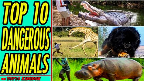 Top 10 Most Dangerous Animals Video Dailymotion