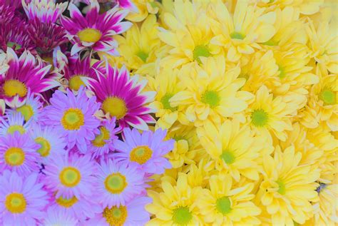 Colorful Yellow Light Purple And Mix Purple White Chrysanthemum