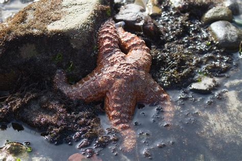 Ochre Sea Star Mark Rosenstein Flickr