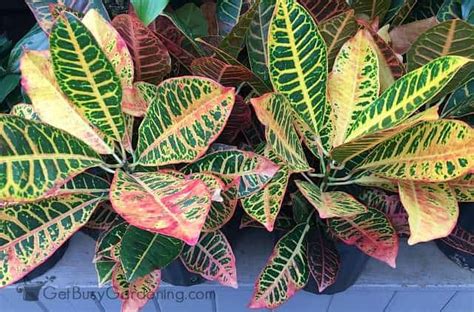 Indoor Tropical Plant Care And Complete Growing Guide Get Busy Gardening