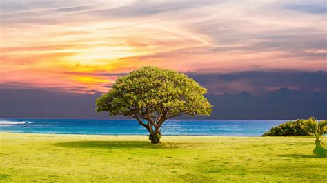 Tree Grass Beach Ocean Landscape 5k Wallpapers Hd Wallpapers Id 21329