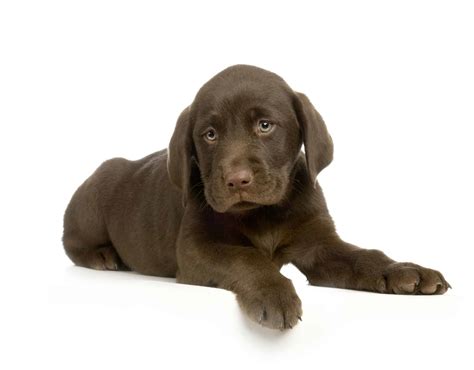 Chocolate Labrador Retriever Puppies For Sale • Infinity Pups