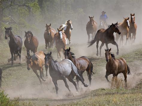 Animals Zoo Park Brown Running Horses Wallpapers Brown