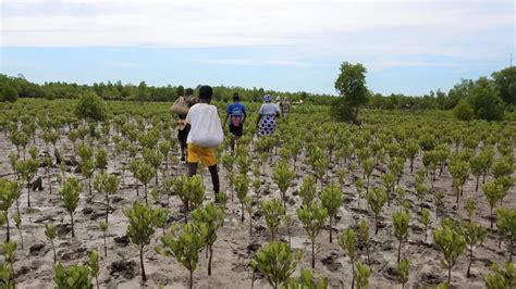 Why Eden Our Reforestation Projects By Country