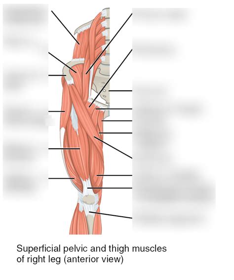 Upper Thigh Muscles Diagram