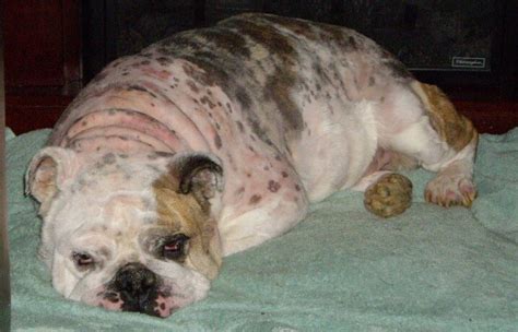 Skin problems in dogs are more prevalent in the warmer seasons, where seasonal allergies and other allergic symptoms are more likely. Savanna - Bulldog Clears Yeast Infection - Nzymes