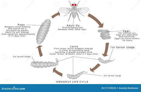 Housefly Life Cycle Stock Vector Illustration Of Larval 217478232