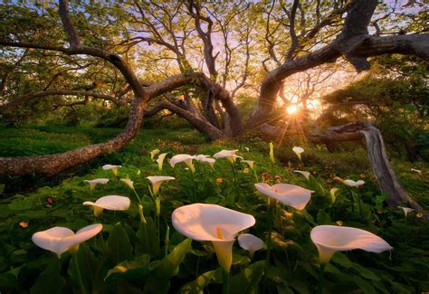White Peace Lily Calla Lilies Flowers Trees Sunset Hd Wallpaper