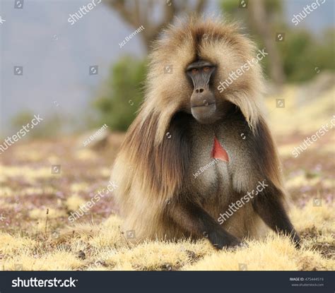 Male Gelada Baboon Heropithecus Gelada Sitting库存照片475444519 Shutterstock