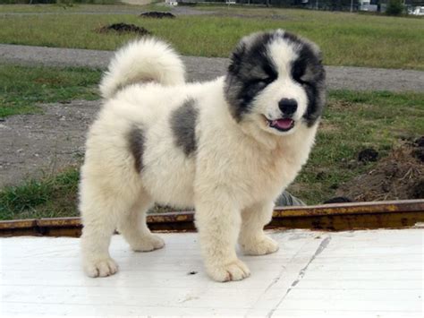 Pin Di Manana Siradze Su Caucasian Shepherd Dog The Same Georgian