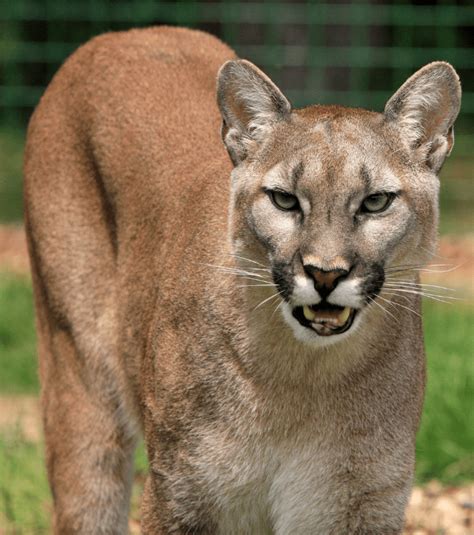 Puma Cat Facts Diet And Habitat Information