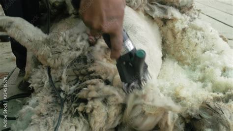 Men Shearer Shearing Sheep At Agricultural Show In Competition The