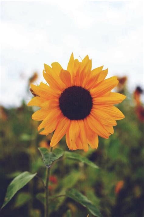 I wallpaper aesthetic iphone wallpaper cute wallpaper for phone aesthetic backgrounds trendy. Sunflower wallpaper | For The Phone. | Pinterest