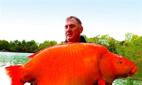 يصطاد سمكة ذهبية عملاقة وزنها 30 كيلوغراماً هاشتاقات صحيفة