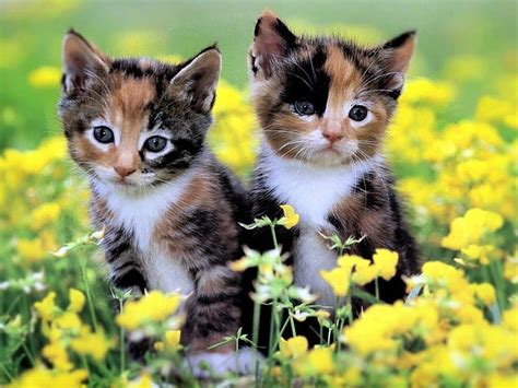 Free Download Two Cute Kittens Kittens Flowers Cat Field Animal