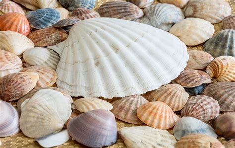 Sea Shells Free Photo On Pixabay Pixabay