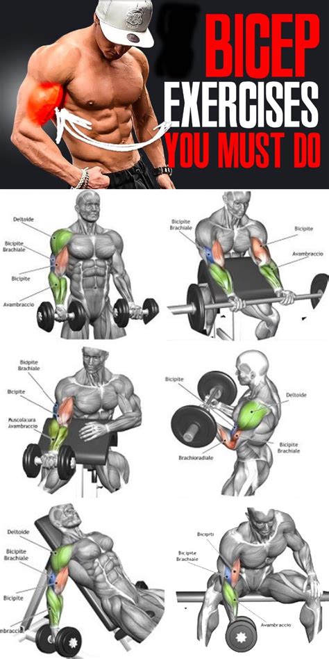 0 Result Images Of Different Types Of Bicep Exercises Png Image
