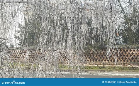 Tree Branches Frozen In An Ice Storm Frost Tree Stock Image Image Of