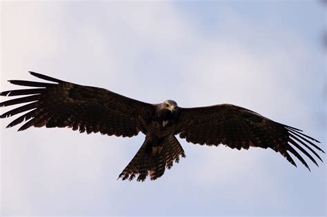 Black Eagle The National Animal Of Austria