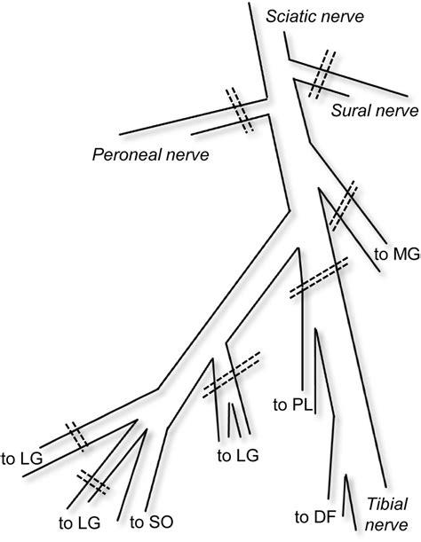 Schematic View Of Branches Of The Sciatic Nerve In The Popliteal