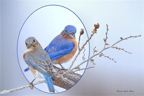 Eastern Bluebird Pair Photograph By Bonnie Barry Fine Art America