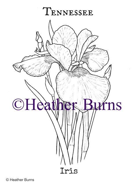Mississippi State Flower Coloring Page Mireille Keeton