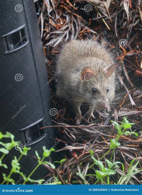 California Wildlife Series Brown Rat Rodent Pest Control Rattus