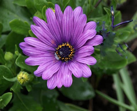 Free Photo Flower Purple Daisy Summer Free Image On Pixabay 850812