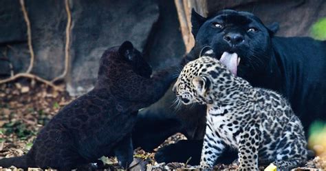 Babies Baby Black Panther
